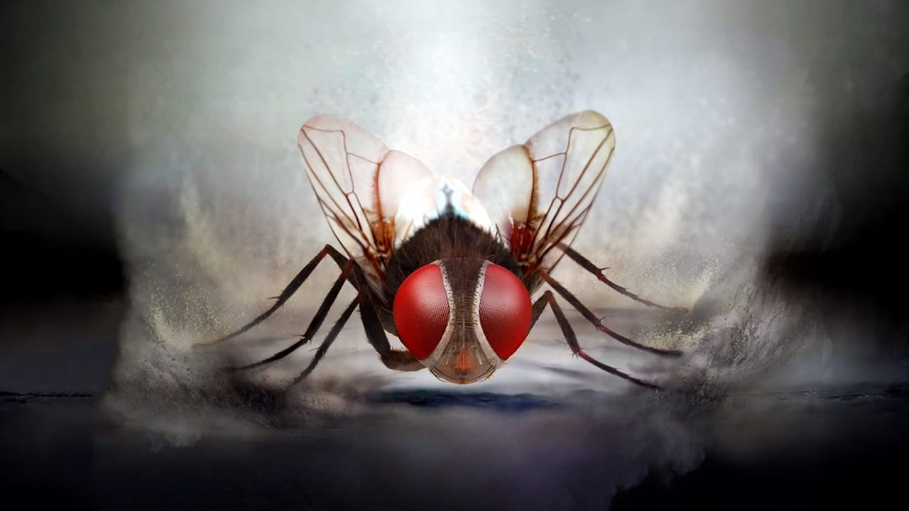 Movie Log: Time Masters, Crossing Delancey, and EEGA