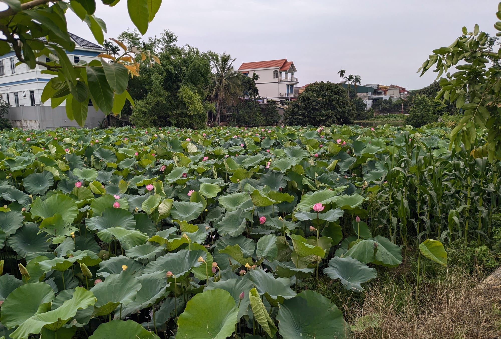 Living in Việt Nam, Pt. 8 - Just Do Your Best